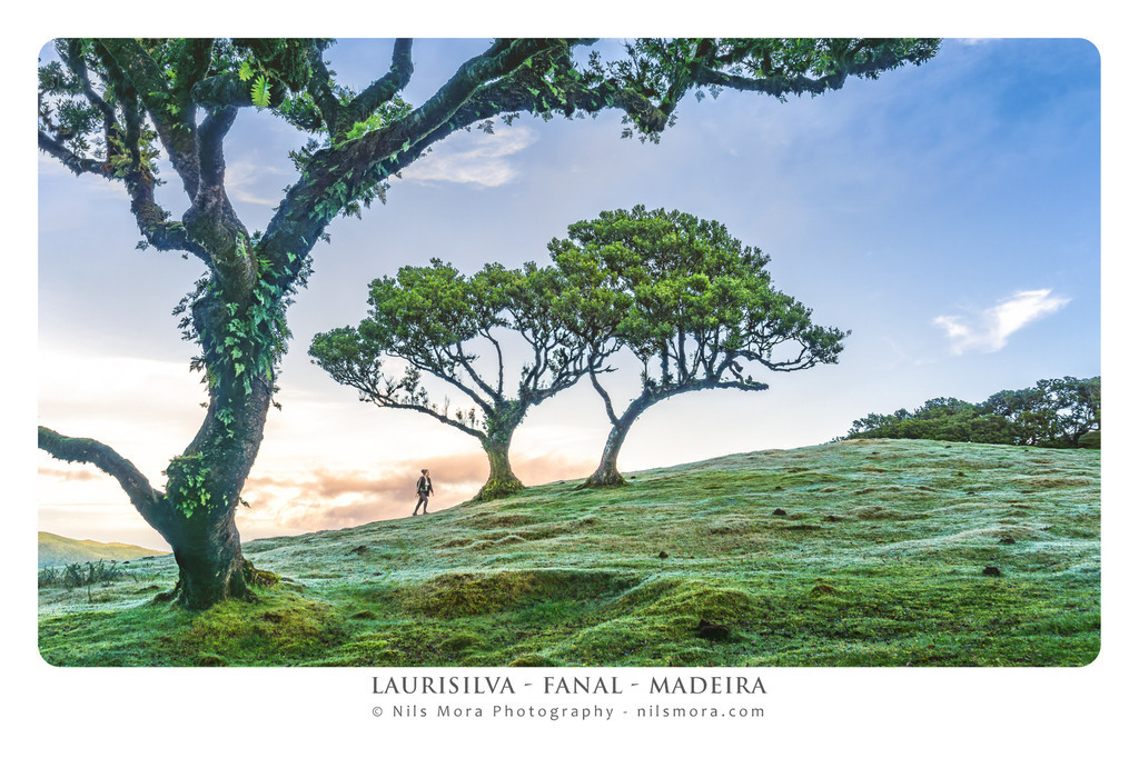 14_Laurisilva_Fanal_Madeira | Online shop for print and download versions of my photos: small format, poster, canvas, postcard or even photo cup. - Realisiert mit Pictrs.com