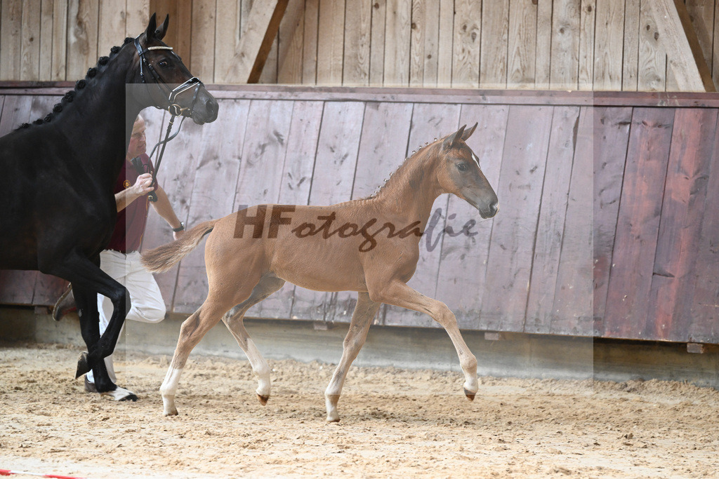 Kat-Nr. 25 HF DSP Va Bene_Richter_26230358 | hf-fotografie - Realisiert mit Pictrs.com