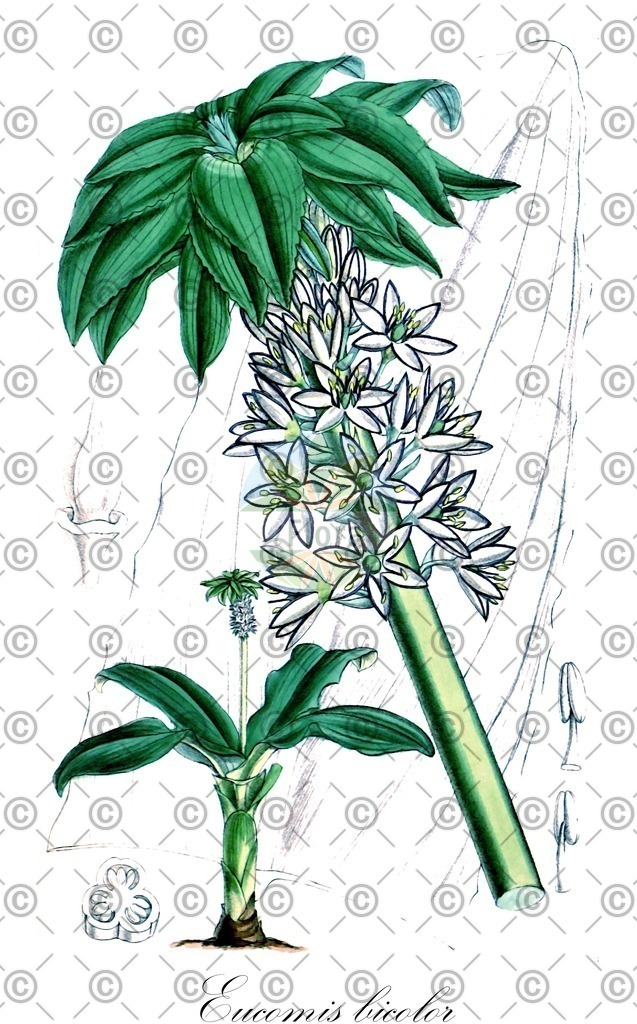 HistAbb_wfo-0000681176_2_ENZY_Simple | Historische Abbildung von Eucomis bicolor - Asparagaceae | Historical Illustration of Eucomis bicolor - Asparagaceae