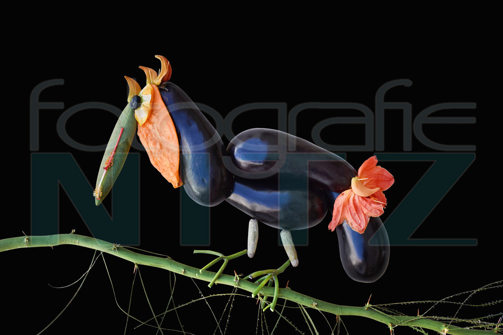 66 | Nitz Fotografie aus Montabaur bietet Ihnen hier die Möglichkeit Bilder auszusuchen und zu bestellen. 