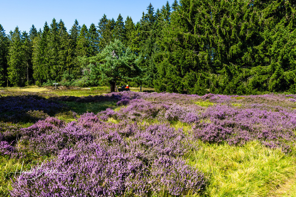 Blühende Hochheide in Niedersfeld | Blühende Hochheide in Niedersfeld - Realisiert mit Pictrs.com