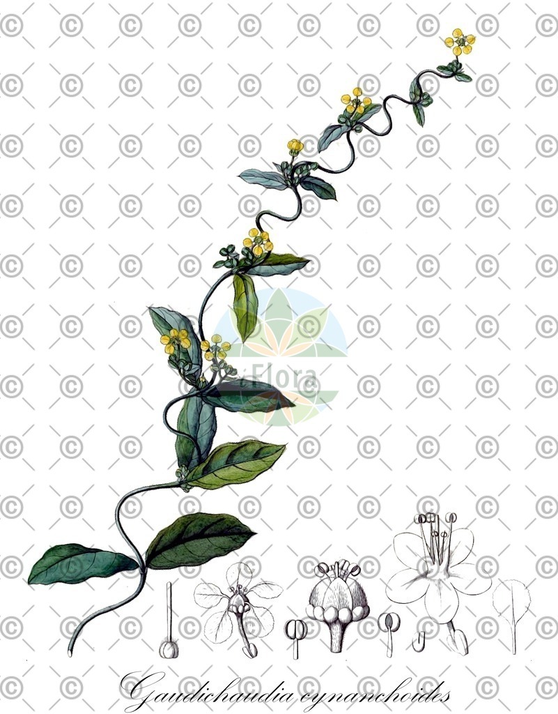 HistAbb_wfo-0001340316_1_ENZY_Simple | Historische Abbildung von Gaudichaudia cynanchoides - Malpighiaceae | Historical Illustration of Gaudichaudia cynanchoides - Malpighiaceae