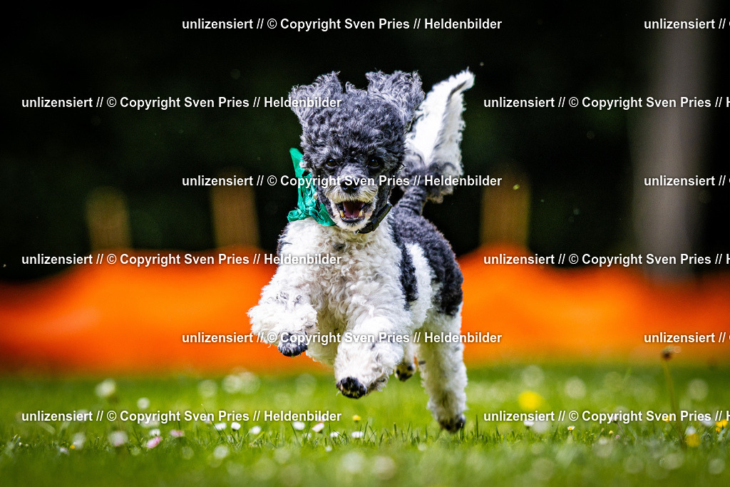 Sven Pries | 2026-05-14 - Hunderennen KA Durlach Vatertag 2026 - Realisiert mit Pictrs.com