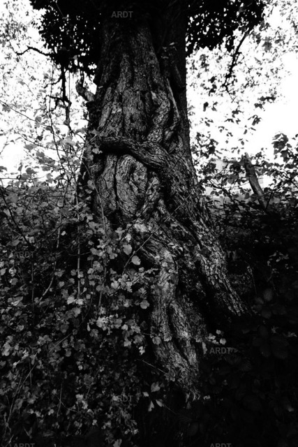Baum Füße 1 | ARDT Foto Kunst