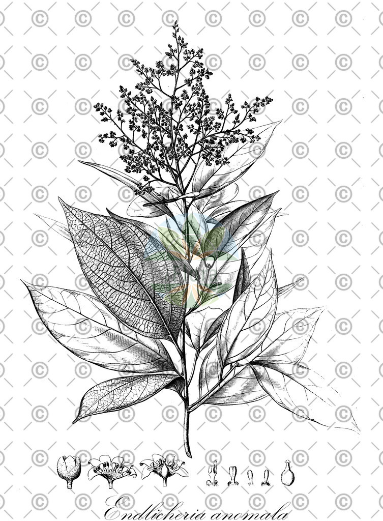 HistAbb_wfo-0000667843_1_ENZY_Simple | Historische Abbildung von Endlicheria anomala - Lauraceae | Historical Illustration of Endlicheria anomala - Lauraceae
