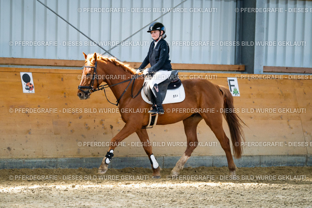 DSC01913 | Pferdegrafie