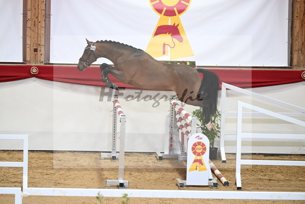 Kat.-Nr. 36 v. Tangelo van de Zuuthoeve_Gehrer_2251294 | hf-fotografie - Realizzato con Pictrs.com