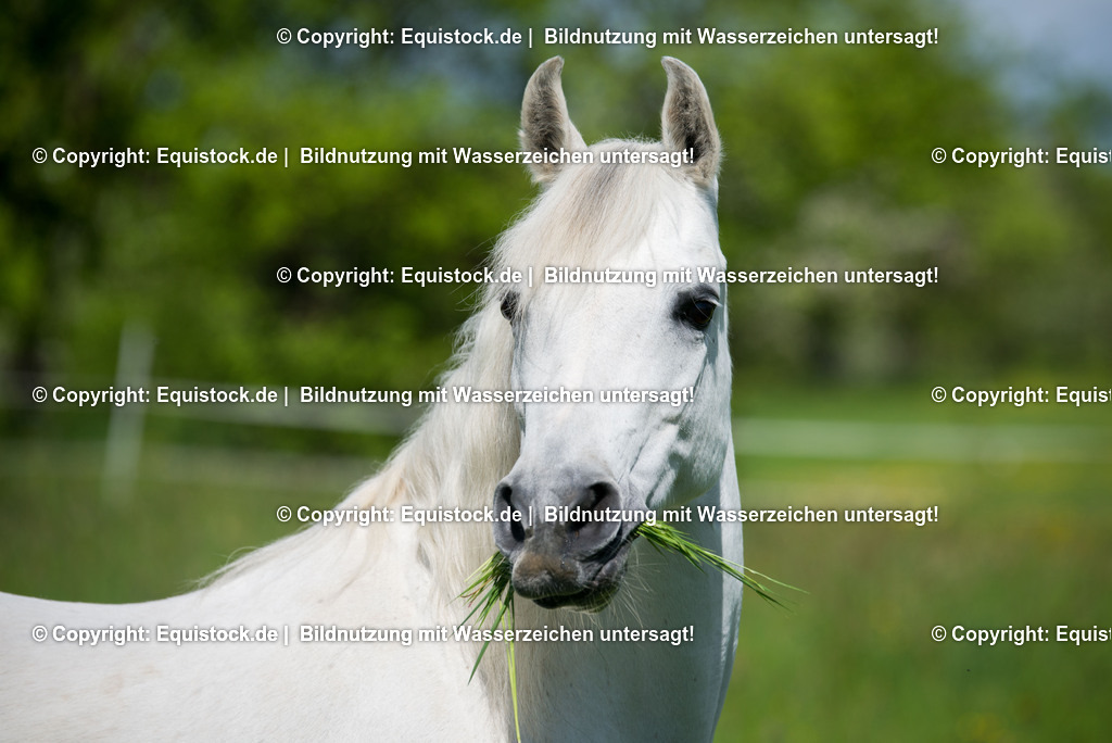 20150507_TOMsPiC_0135 | equistock