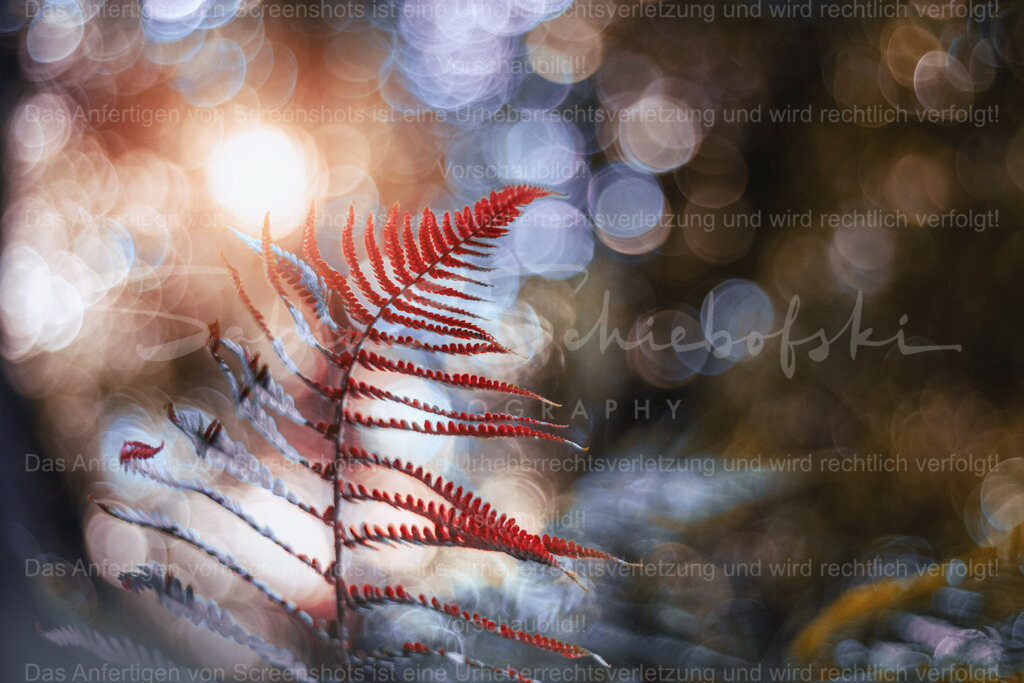 Bokeh-Party im Wald | People- und Tierfotografie, Imageaufnahmen, Veranstaltungsfotografie und Wandbilder aus der Natur ★ Made in Germany ✔️ Druck + Downloads ✔️ Naturfotografie in Top Qualität ★ schneller Versand, weltweite Lieferung! - Realisiert mit Pictrs.com