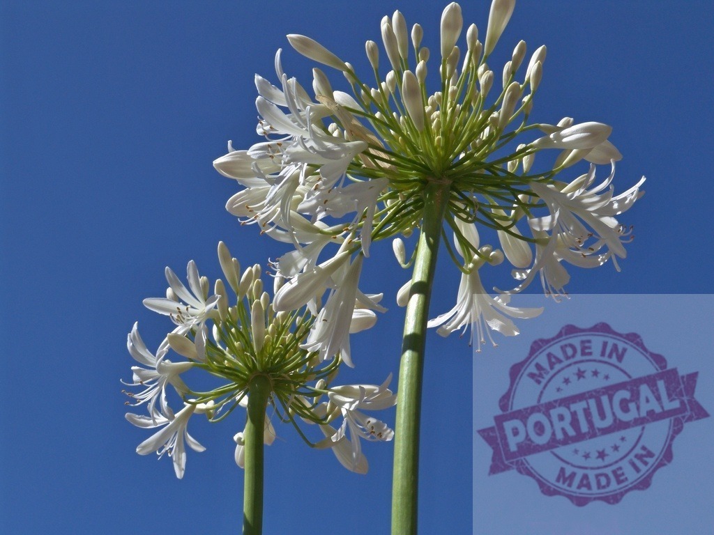 White agapanthus flowers blooming against a clear blue sky | White agapanthus flowers are reaching for the sky on a beautiful summer day - Realized with Pictrs.com