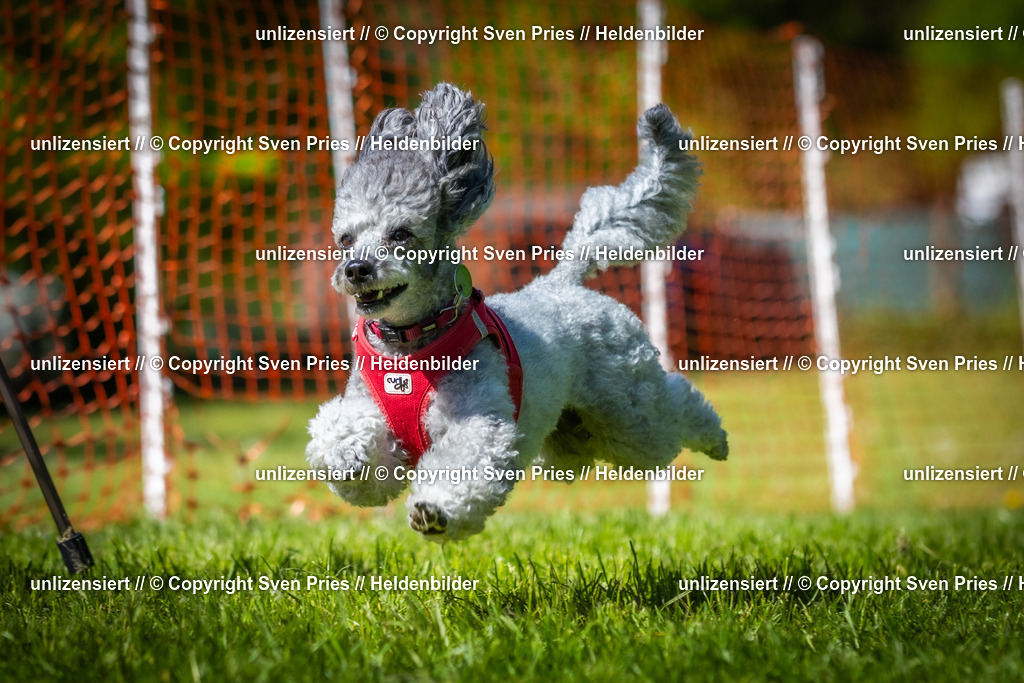 Hunderennen_April_2026_790 | 2026-04-26 - Hunderennen Baden-Oos April 2026 - Realisiert mit Pictrs.com