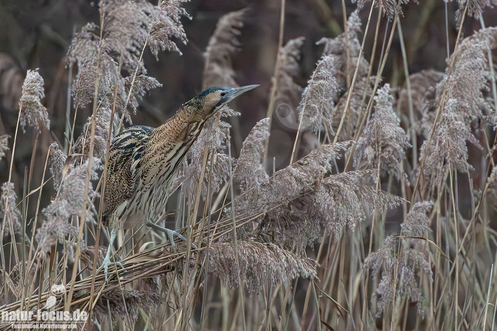R5M28618_20251227 | Eine Rohrdommel (Botaurus stellaris) sitzt gut getarnt inmitten von trockenem Schilf. Ihr braun-beiges Gefieder mit dunklen Streifen verschmilzt perfekt mit der Umgebung aus vertrockneten Schilfhalmen und -blütenständen. Der Vogel blickt nach links oben. - Realisiert mit Pictrs.com