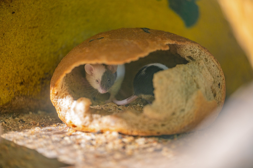 Zuhause auf Zeit | Familie Maus ist mal wieder obdachlos. Das Feld, wo sie ihren Bau gegraben hat, wird gerade um-gepflügt. In letzter Sekunde gelingt es der Bande, sich in Sicherheit zu bringen. Nun stehen sie er-schöpft am Rande des Feldes und sehen dem Bauern noch eine Weile bei seiner Arbeit zu.„Wo sollen wir denn nun hin?“, fragt die jüngste Mäusetochter. Ihr Vater antwortet: „Wir werden schon ein neues Feld finden. Lasst uns losgehen, bevor die Nacht kommt.“ - Realisiert mit Pictrs.com