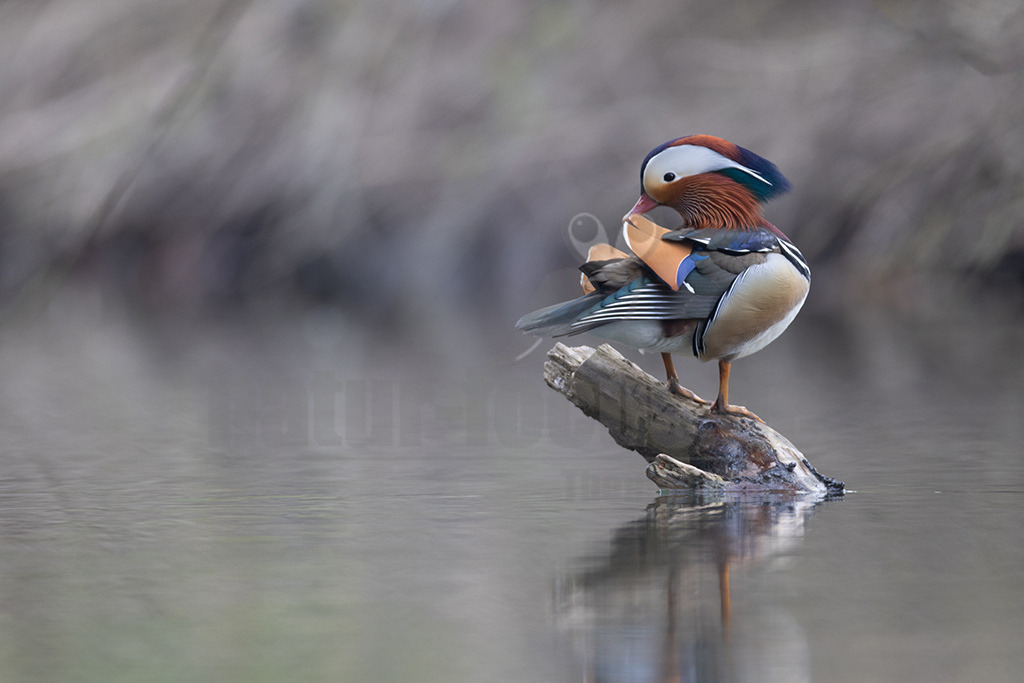 20220329161320 | Die Mandarinente ist eine ursprünglich in Ostasien beheimatete Vogelart aus der Familie der Entenvögel. Sie gehört wie die Brautente zur Gattung Aix. In Europa gibt es vereinzelt verwilderte Parkpopulationen, die aus Gefangenschaftsflüchtlingen entstanden sind. - Realisiert mit Pictrs.com