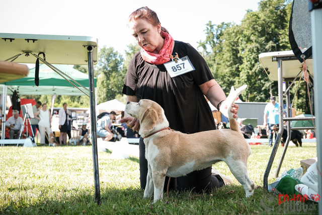 CACIB Aarau | CACIB Aarau, Swiss Dog Show  28062025 Foto: Leo Wyden