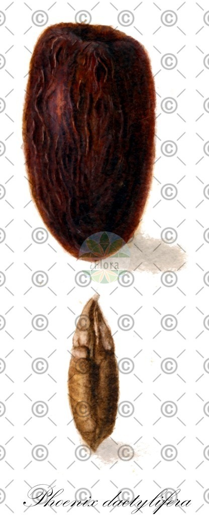 HistAbb_wfo-0000269814_2_ENZY_Simple | Historische Abbildung von Phoenix dactylifera - Arecaceae | Historical Illustration of Phoenix dactylifera - Arecaceae