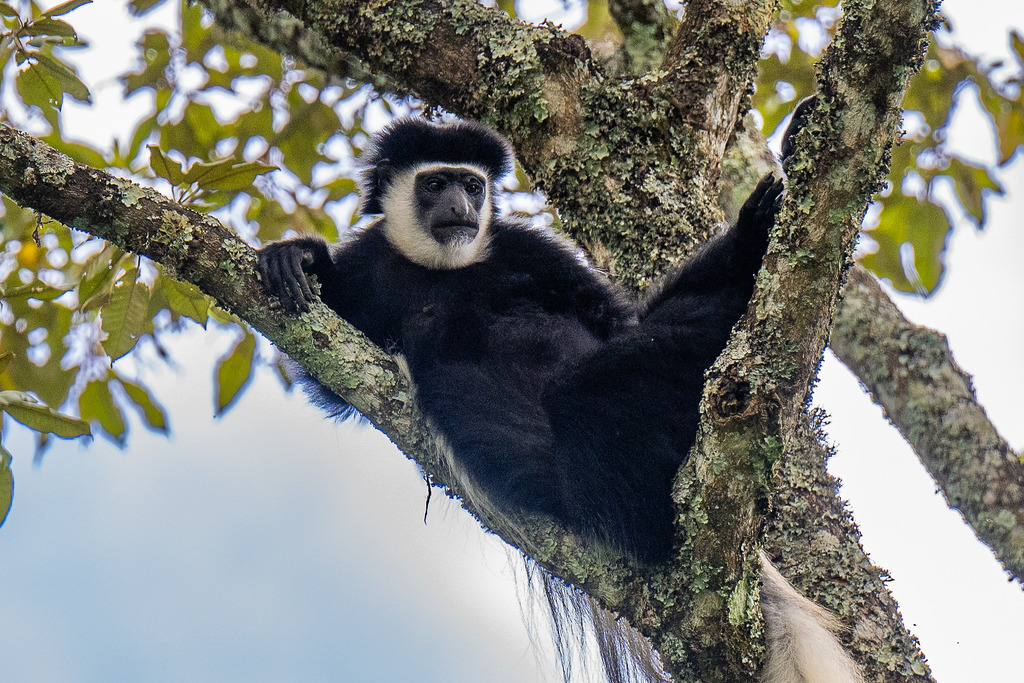 Arusha Nationalpark Tansania - 25. September 2022 | Arusha Nationalpark Tansania
Arusha Nationalpark, Arusha
Bild: Sportfotografie Markus Aeschimann | www.markus-aeschimann.ch - Realisiert mit Pictrs.com