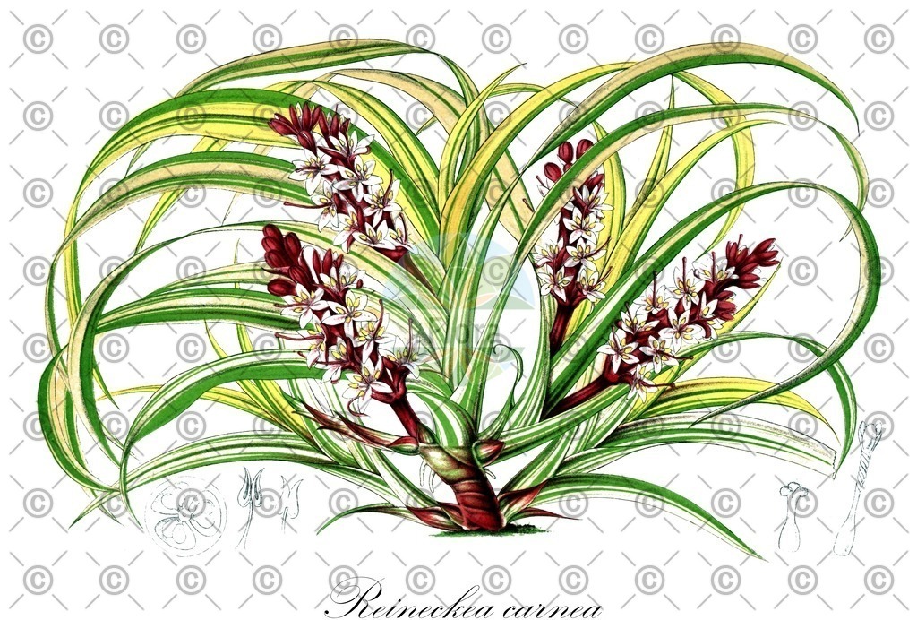 HistAbb_wfo-0000405944_1_ENZY_Simple | Historische Abbildung von Reineckea carnea - Asparagaceae | Historical Illustration of Reineckea carnea - Asparagaceae