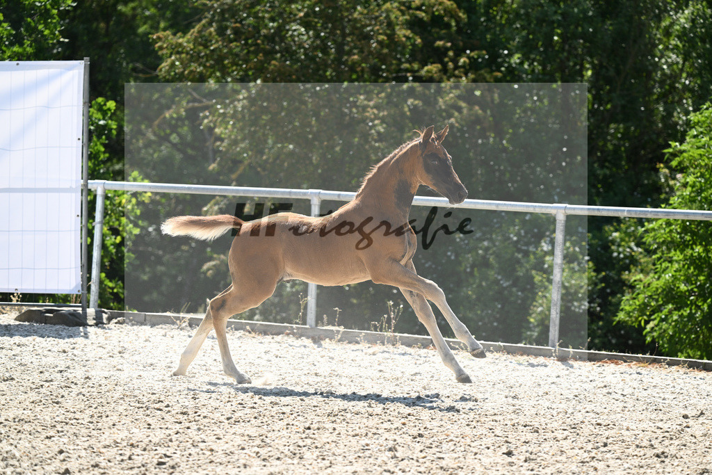 Kat-Nr. 7 HF Nechristo_Zimmermann_16230202 | hf-fotografie - Realisiert mit Pictrs.com