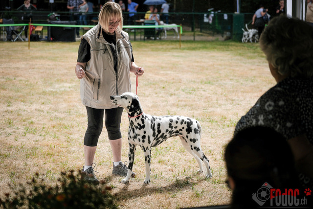 Dalmatiner Hilden | Dalmatiner, Regionalgruppenausstellung Regio West Hilden. Richterin Sivia Weber-Martegani.  in Hilden  03.09.2022 Foto: Leo Wyden