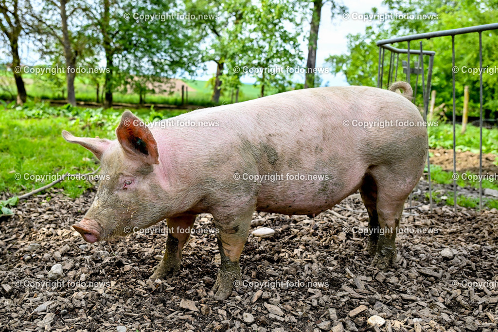 Thening_ Obstbauer Hirschvogel_ 07.05.2024-38 | 07.05.2024, Thening, AUT, Obstbauer Hirschvogel, im Bild Schweine, Freilandhaltung am Hof Hirschvogel