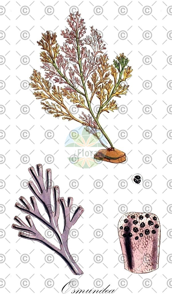 HistAbb_wfo-0001295237_1_ENZY_Simple | Historische Abbildung von Osmundea - Rhodomelaceae (0) | Historical Illustration of Osmundea - Rhodomelaceae (0)