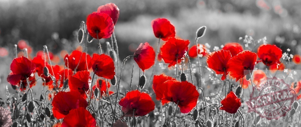 Red poppies growing in field with selective color | Red poppy flowers standing in a field with a desaturated background - Realisiert mit Pictrs.com