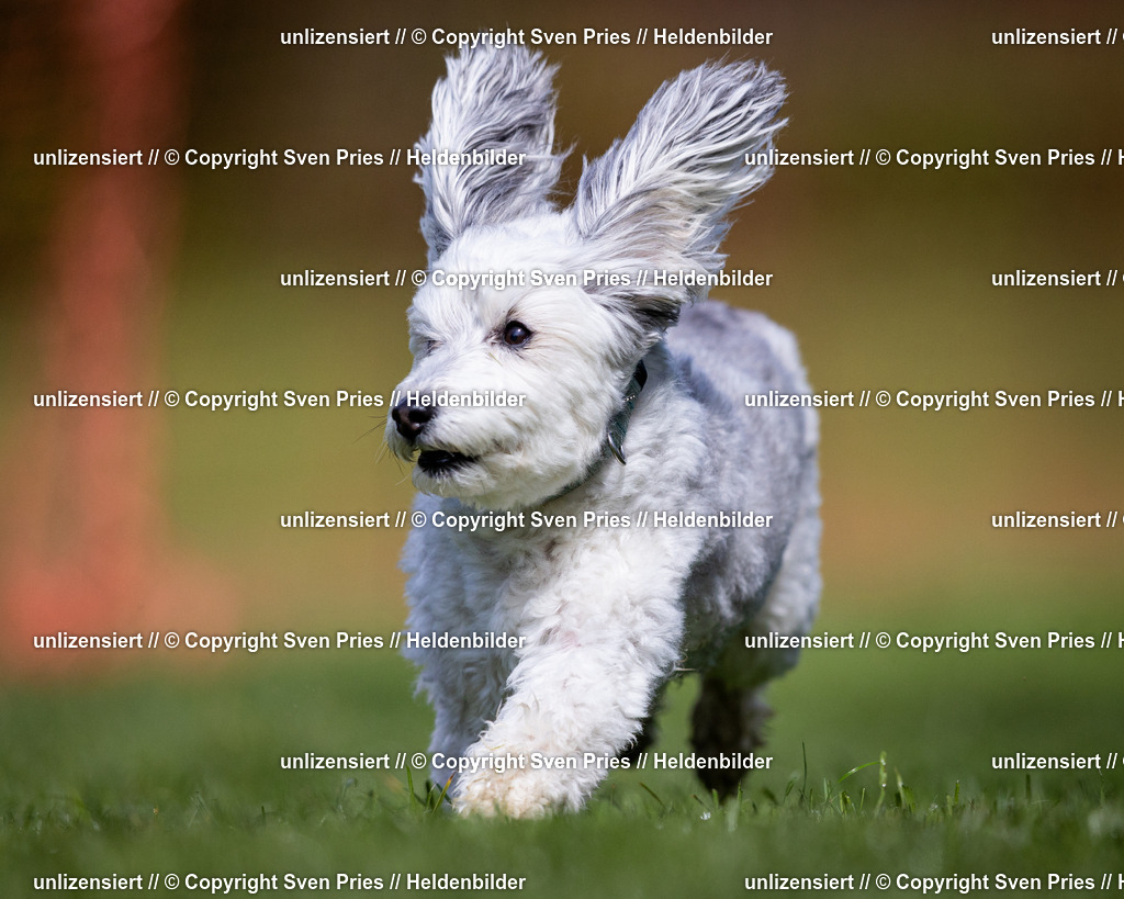 Sven Pries | 2024-04-21 - Hunderennen Baden-Oos
Foto: Sven Pries - Realisiert mit Pictrs.com