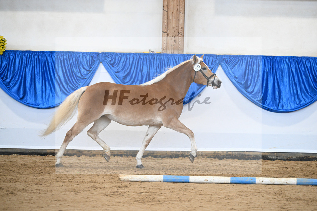 Bl. Band Kat-Nr. 10 Fortina v. Sturmi_Reiser_48251446 | hf-fotografie - Realisiert mit Pictrs.com