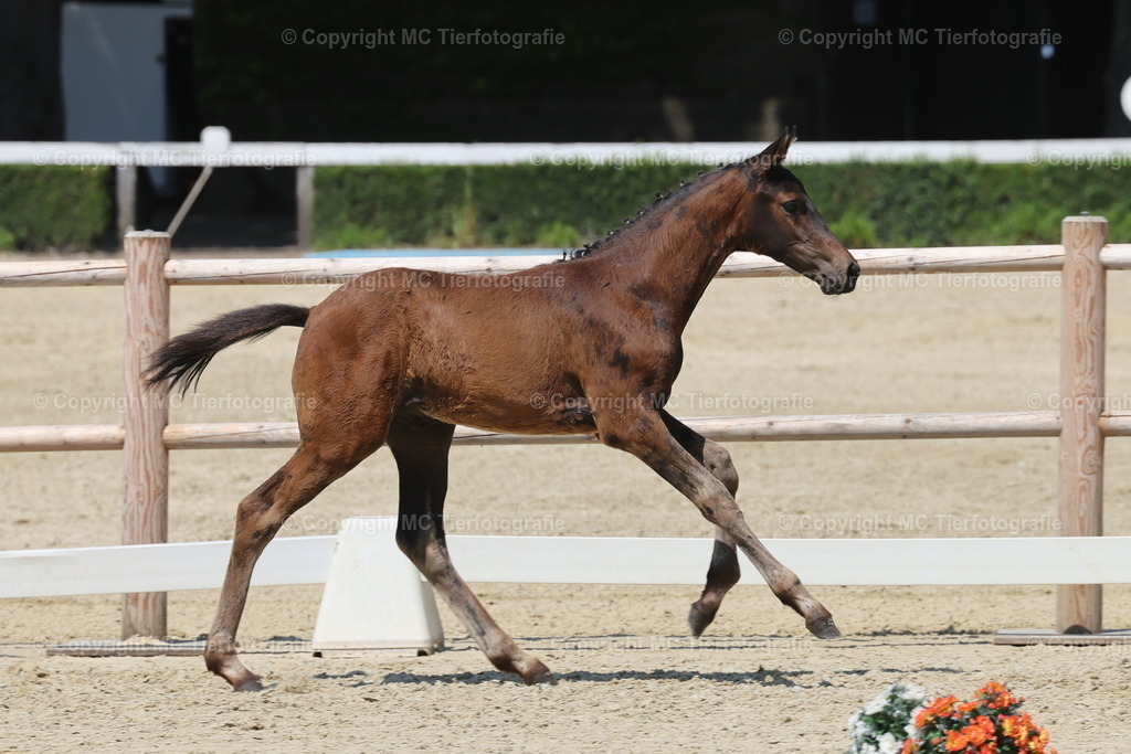 FohlenFotot.Warendorf20.06.26MCTierf.9C8A9826B | Pferdefotos online bestellen - Realisiert mit Pictrs.com