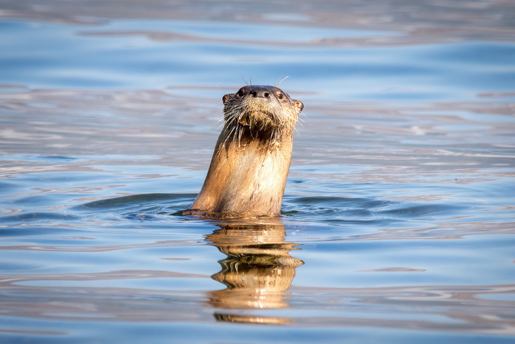 Otter | christophschaarschmidt - Realisiert mit Pictrs.com