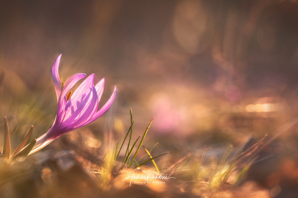 Lichtblume (9) | Andre Wandrei - Nature Artworx - Realisiert mit Pictrs.com