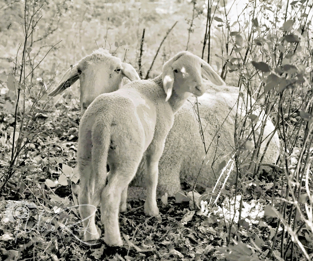 Hausschafe | Entdecken Sie Fotografie aus Leidenschaft: Auftragsfotografie, HD-Fotos, Geschenkartikel aus Ihren Bildern und vieles mehr. Beauftragen Sie uns für besondere Momente!