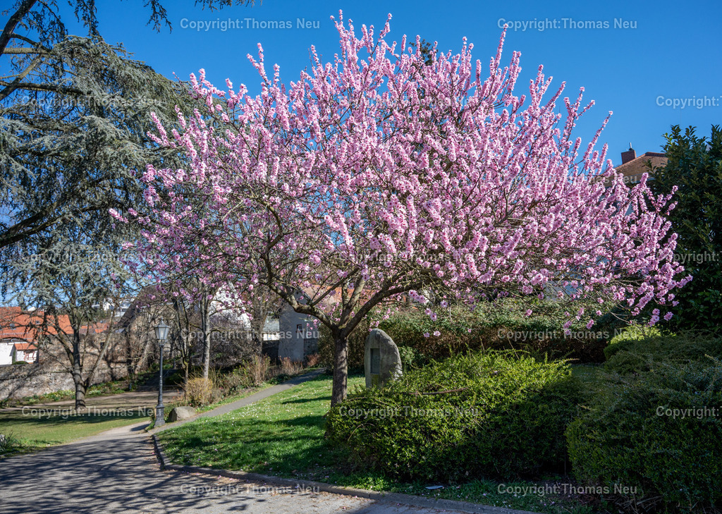 Zwingenberg_Frühling_DSC_6356 | Die bergstraße im Frühlingsmodus, überall blühen Mandelbäume und Osterglocken und andere Frühlingsblumen, im Zwingenberger Stadtpark kann man sich an diesem mandelbaum erfreuen, ,, Bild: Thomas Neu