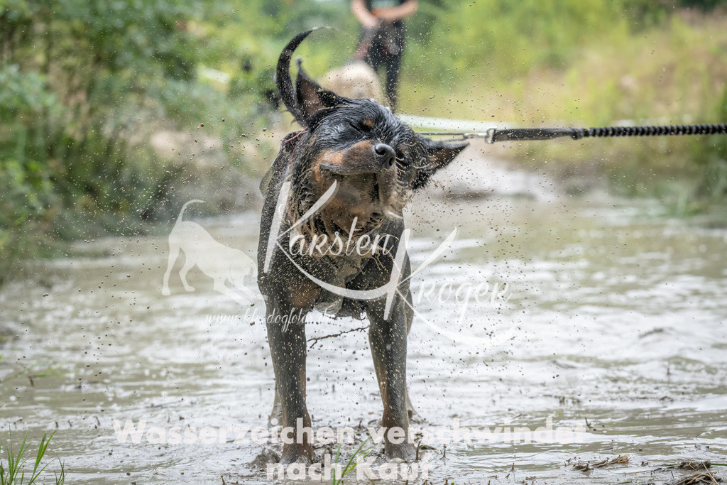 1029_ZZ94574 | kk-dogfotos