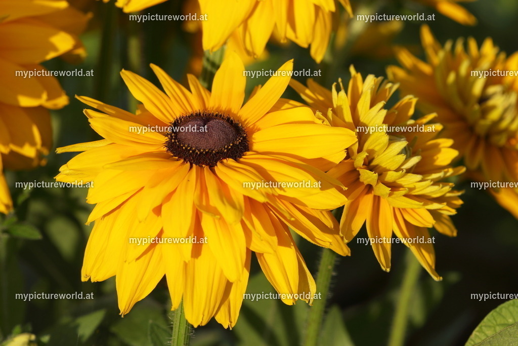 Rauher Sonnenhut-001 | Das Bilderarchiv über Tiere, Planzen und Landschaften. In der Bilddatenbank finden Sie ein große Auswahl an hochwertigen Bilder für Ihre Werbung - Realized with Pictrs.com