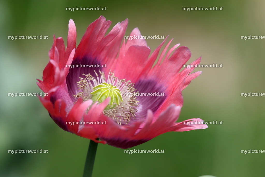 Schlafmohn-009 | Das Bilderarchiv über Tiere, Planzen und Landschaften. In der Bilddatenbank finden Sie ein große Auswahl an hochwertigen Bilder für Ihre Werbung - Realisiert mit Pictrs.com