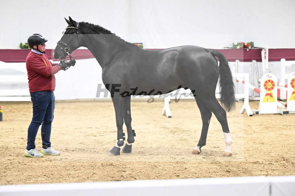 Kat-Nr. 91 Vigaro x Quidams Rubin_Matthias Schlamminger_47253001 | hf-fotografie - Realisiert mit Pictrs.com