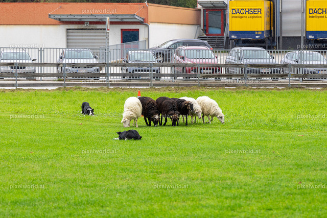 SchaZie-Tag Feldkirchen | Bildershop von pixelworld.at - Realisiert mit Pictrs.com