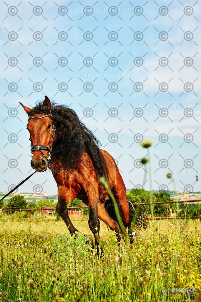 256_202406_Niki-Herodes_NZ9_0130 | proPHOTO - Realisiert mit Pictrs.com