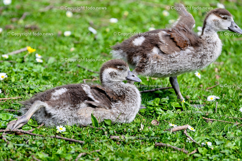 Vögel_ 15.03.2026-16 | 15.03.2026, LINZ, AUT, Themenbild, im Bild Vogel, Gänseküken, Nilgans Küken, Jungvogel, Küken, junger Wasservogel, flauschiges Gefieder, braun-weißes Gefieder, Vogelbaby, Vogel beim Fressen, Nahrungssuche, Wiese, Gras, Gänseblümchen, Naturfotografie, Tierfotografie, Wildvogel, europäische Parklandschaft, Nahaufnahme, Seitenansicht, Frühling, Tiernachwuchs,Symbolbild, Feature