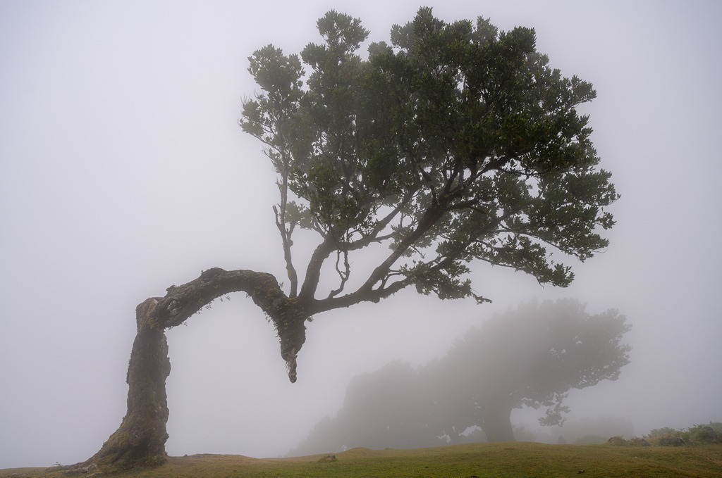 fanal-madeira-06 | Der Nebelwald Fanal auf Madeira wird geprägt durch bizarr gewachsene, oft uralte Lorbeerbäume. - Realisiert mit Pictrs.com