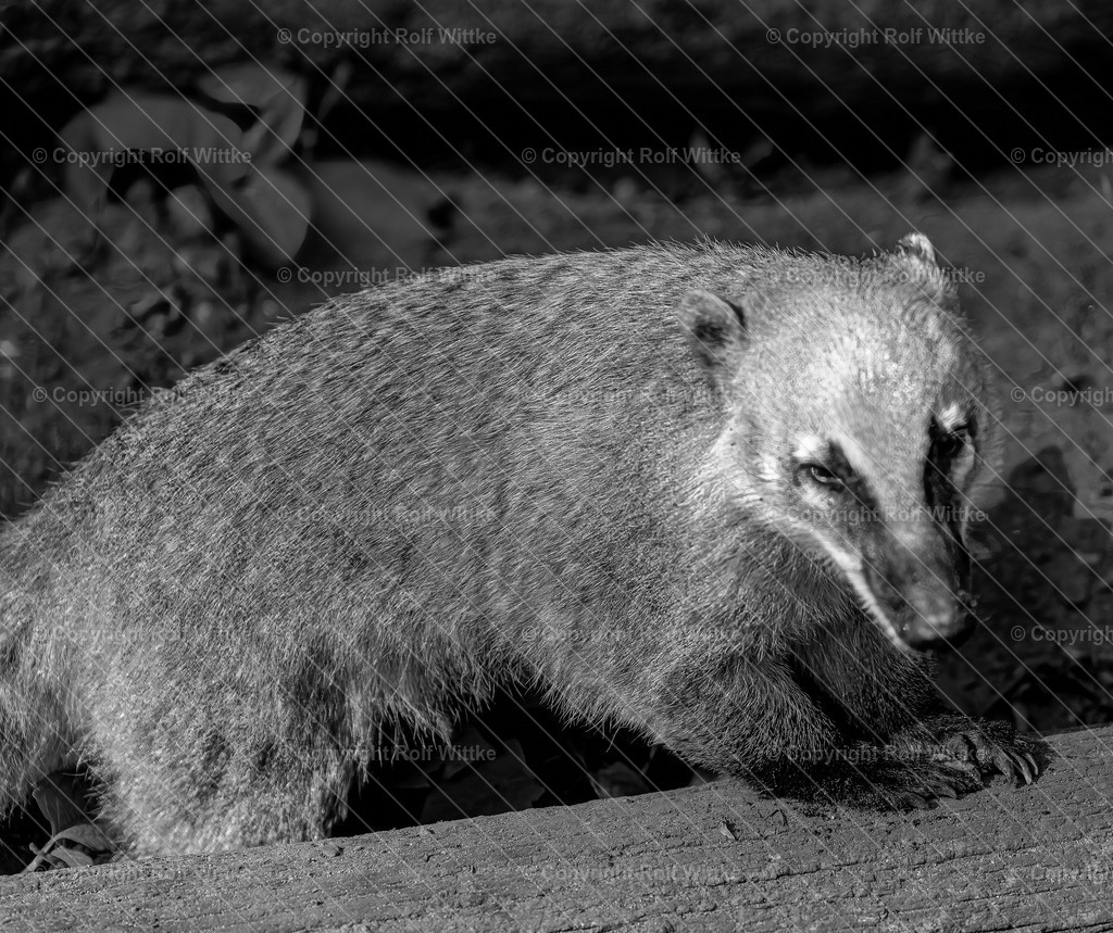 nasenbär | Rolf Wittke  - Realisiert mit Pictrs.com