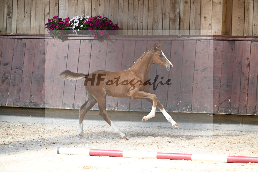 Kat-Nr. 27 HF Von Und Zu x Amazing Spirit_Sepp_32240347 | hf-fotografie - Realisiert mit Pictrs.com