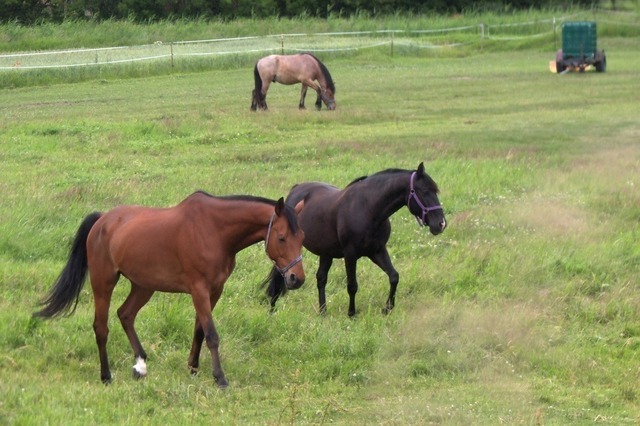 Pferdegruppe | Verkauf von Fotos und  Videoclips zumThema Natur.Motive sind Pflanzen, Tiere, Landschaftenund Wetter