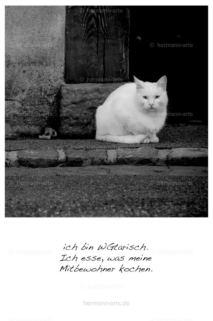 PK_Zitate_10x15_BW-107 | Photo Foto Kunst Art schwarzweiss Bilder Rheine Münster Berlin Blumen 