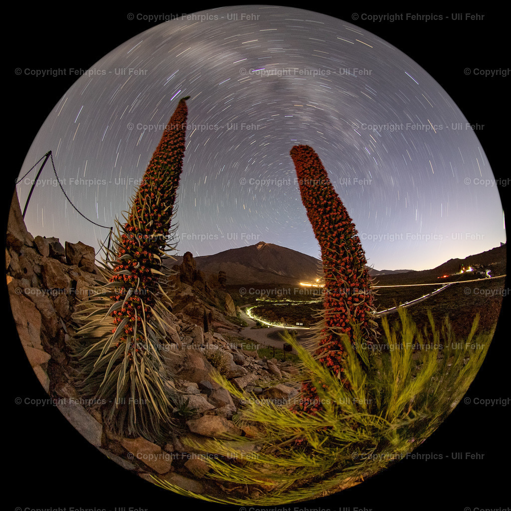 Tajinaste with startrails and Mt. Teide | Fehrpics - hochwertige Fotoprodukte rund um Landschaft, Natur, Sterne & Milchstraße. - Realisiert mit Pictrs.com