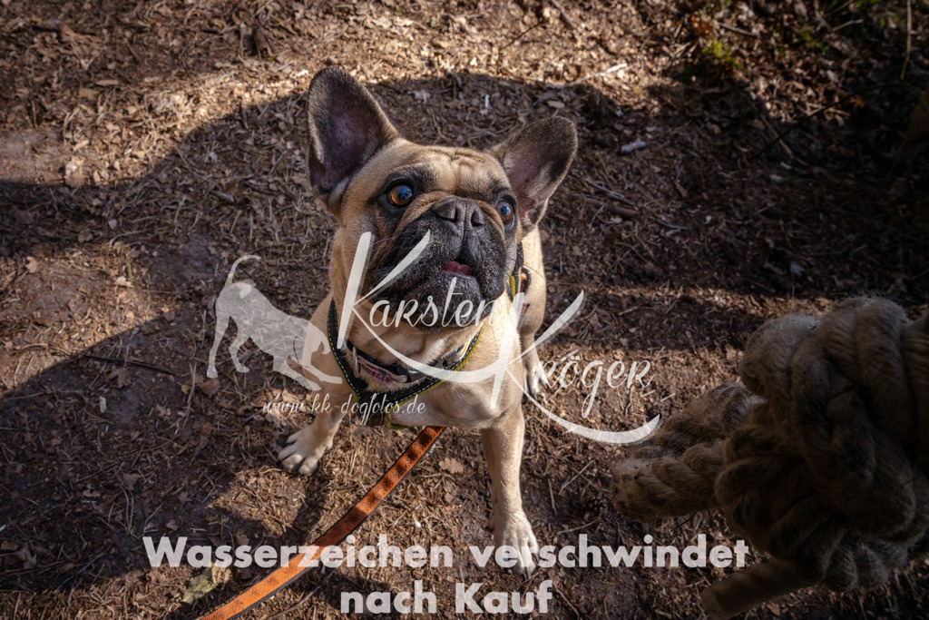 0956_ZZ91286 | kk-dogfotos