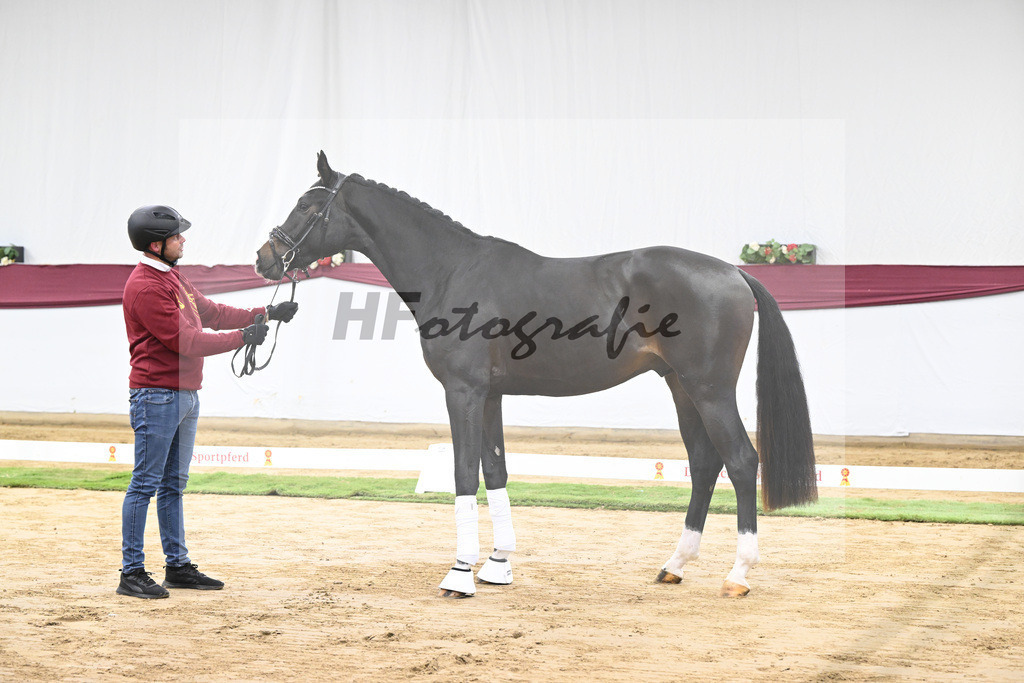 Kat-Nr. 106 Erste Sahne x Dimaggio_Gestuet Rickhof_47251770 | hf-fotografie - Realisiert mit Pictrs.com