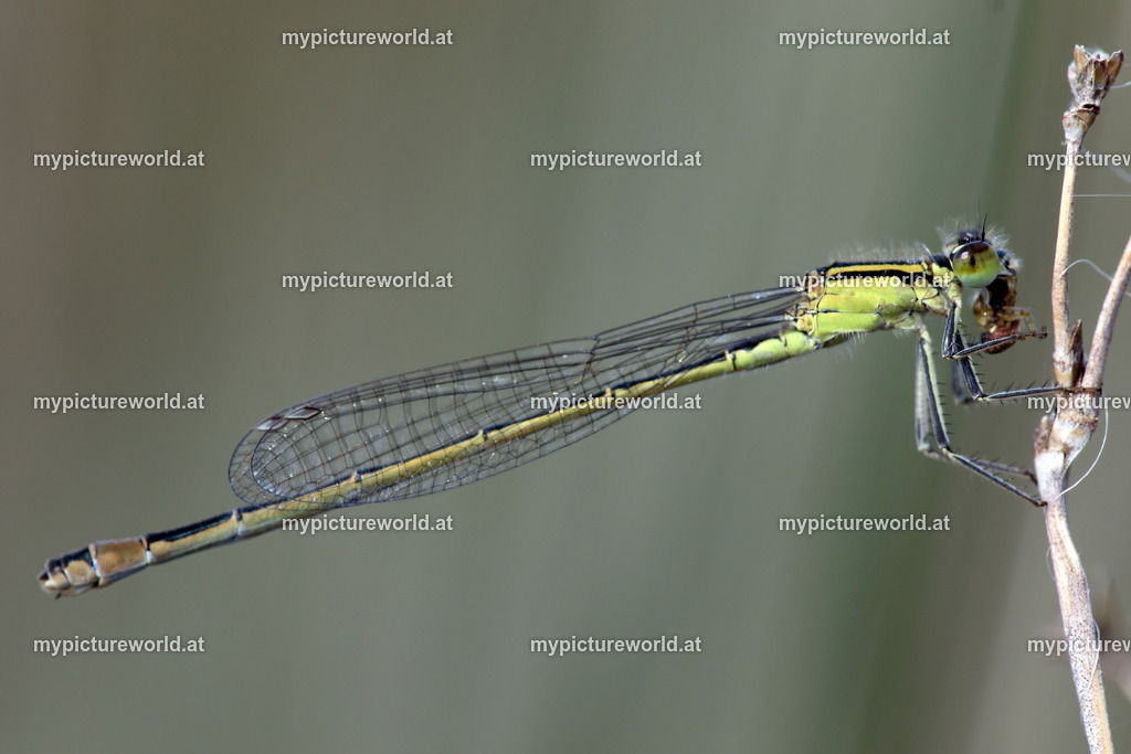 Große Pechlibelle-007 | Das Bilderarchiv über Tiere, Planzen und Landschaften. In der Bilddatenbank finden Sie ein große Auswahl an hochwertigen Bilder für Ihre Werbung - Realisiert mit Pictrs.com